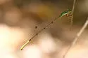 Cream-tipped Swampdamsel - photo 2