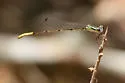Cream-tipped Swampdamsel - photo 3