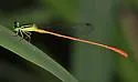 Red-tipped Swampdamsel