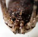 Leptobunus aureus