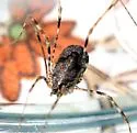 Leptobunus aureus - photo 2
