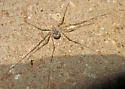 Leptobunus californicus