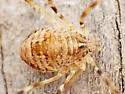 Leptobunus parvulus