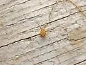 Leptobunus parvulus - photo 3