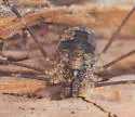 Leptobunus parvulus - photo 5