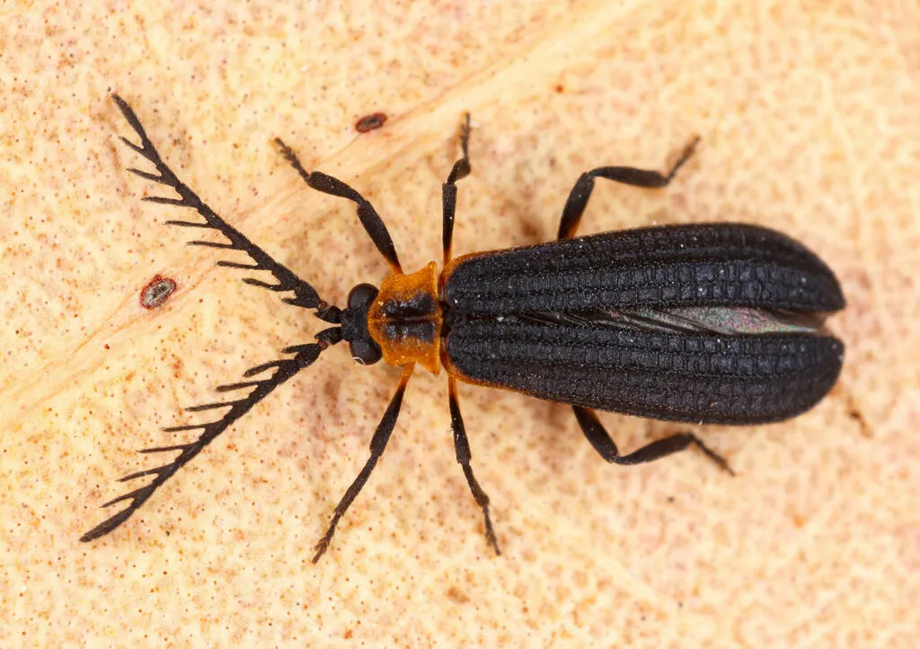 Leptoceletes basalis - photo 3