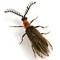 Leptoceletes dehiscens