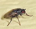 Leptocera caenosa