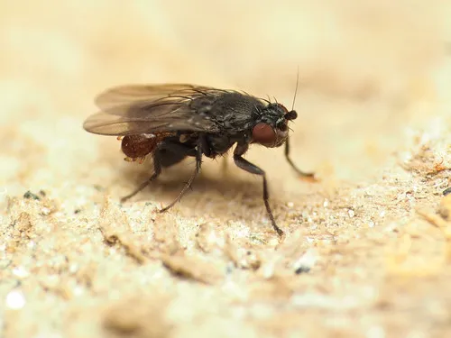 Leptocera erythrocera