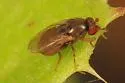 Leptocera fulva - photo 2