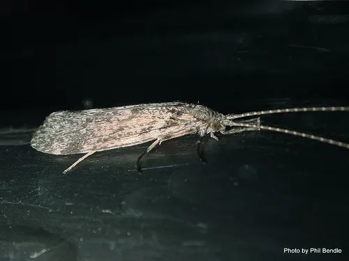 Long-horned Caddisflies - photo 2