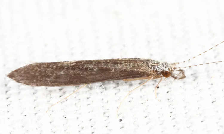 Leptocerus americanus - photo 2