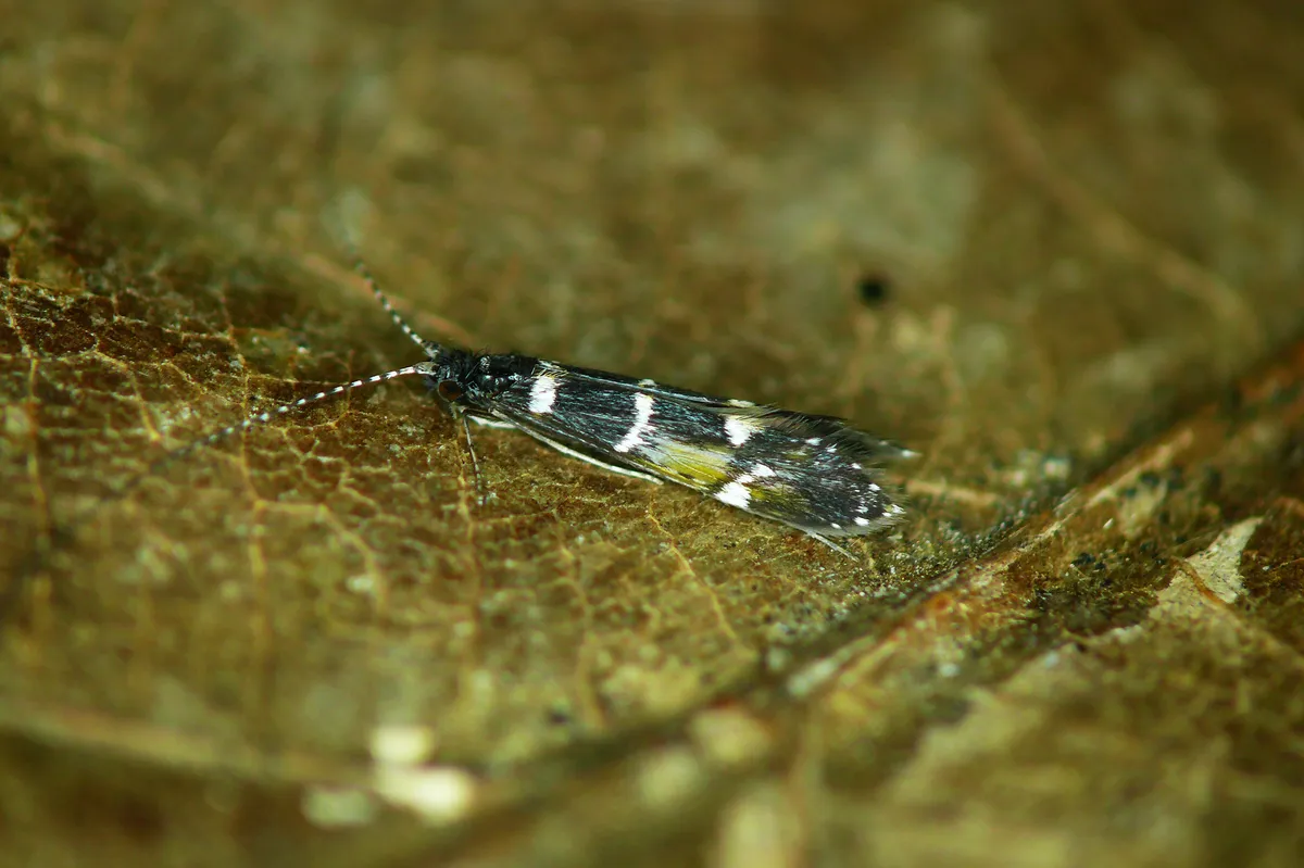 Interrupted Long-horned Caddisfly - photo 3