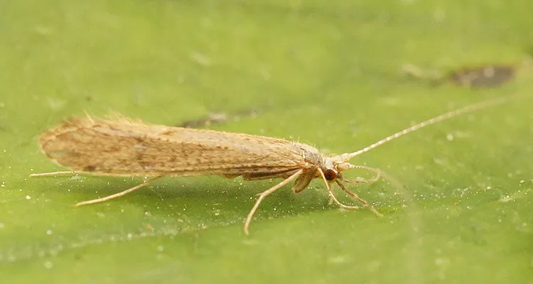 Leptocerus tineiformis - photo 2