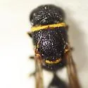 Leptochilus acolhuus - photo 3