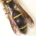 Leptochilus acolhuus - photo 4