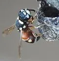 Leptochilus bellulus - photo 4