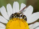 Leptochilus republicanus - photo 3