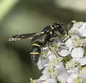 Leptochilus republicanus - photo 4
