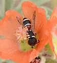 Leptochilus rufinodus - photo 3