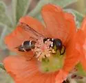 Leptochilus rufinodus - photo 4