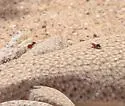 Leptoconops californiensis