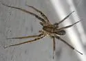 Leptoctenus byrrhus - photo 2