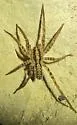 Leptoctenus byrrhus - photo 4
