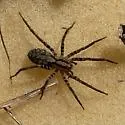 Leptoctenus byrrhus - photo 5