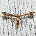 Everglades Plume Moth - Hodges#6090.2