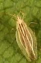 Grass Lace Bug