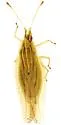 Grass Lace Bug - photo 2