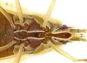 Grass Lace Bug - photo 4