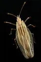 Grass Lace Bug - photo 5