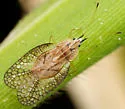 Leptodictya simulans
