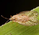 Leptodictya simulans - photo 2