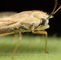 Leptodictya simulans - photo 3