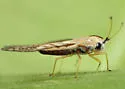 Leptodictya simulans - photo 4