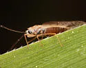 Leptodictya simulans - photo 5