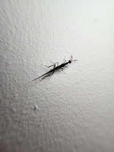 Leptofoenus stephanoides