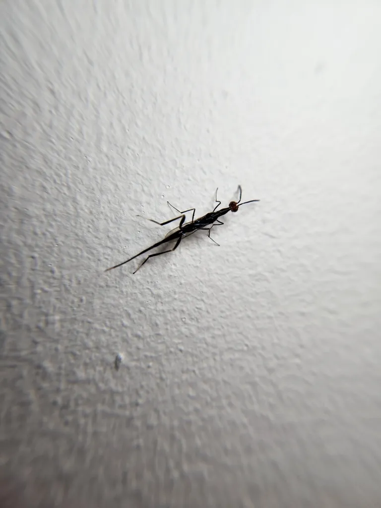 Leptofoenus stephanoides - photo 2