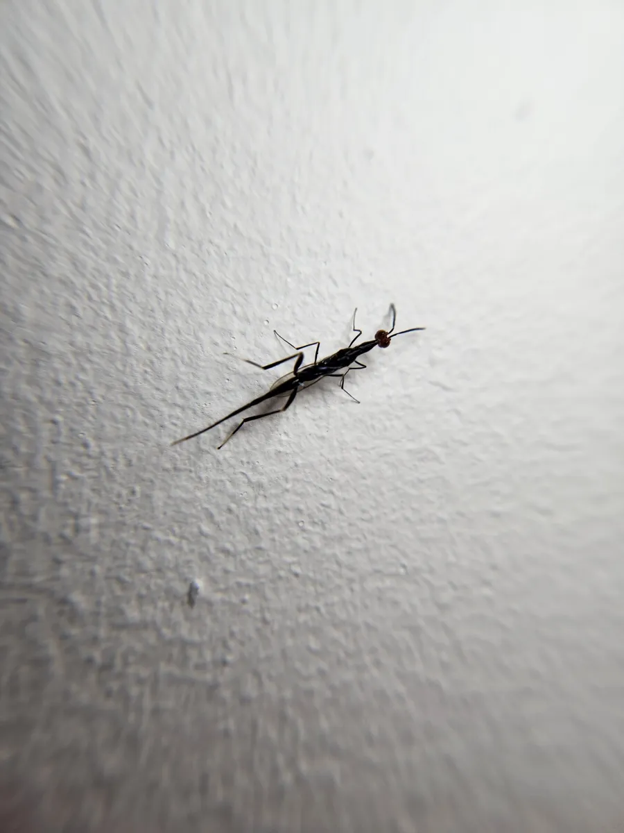 Leptofoenus stephanoides - photo 3