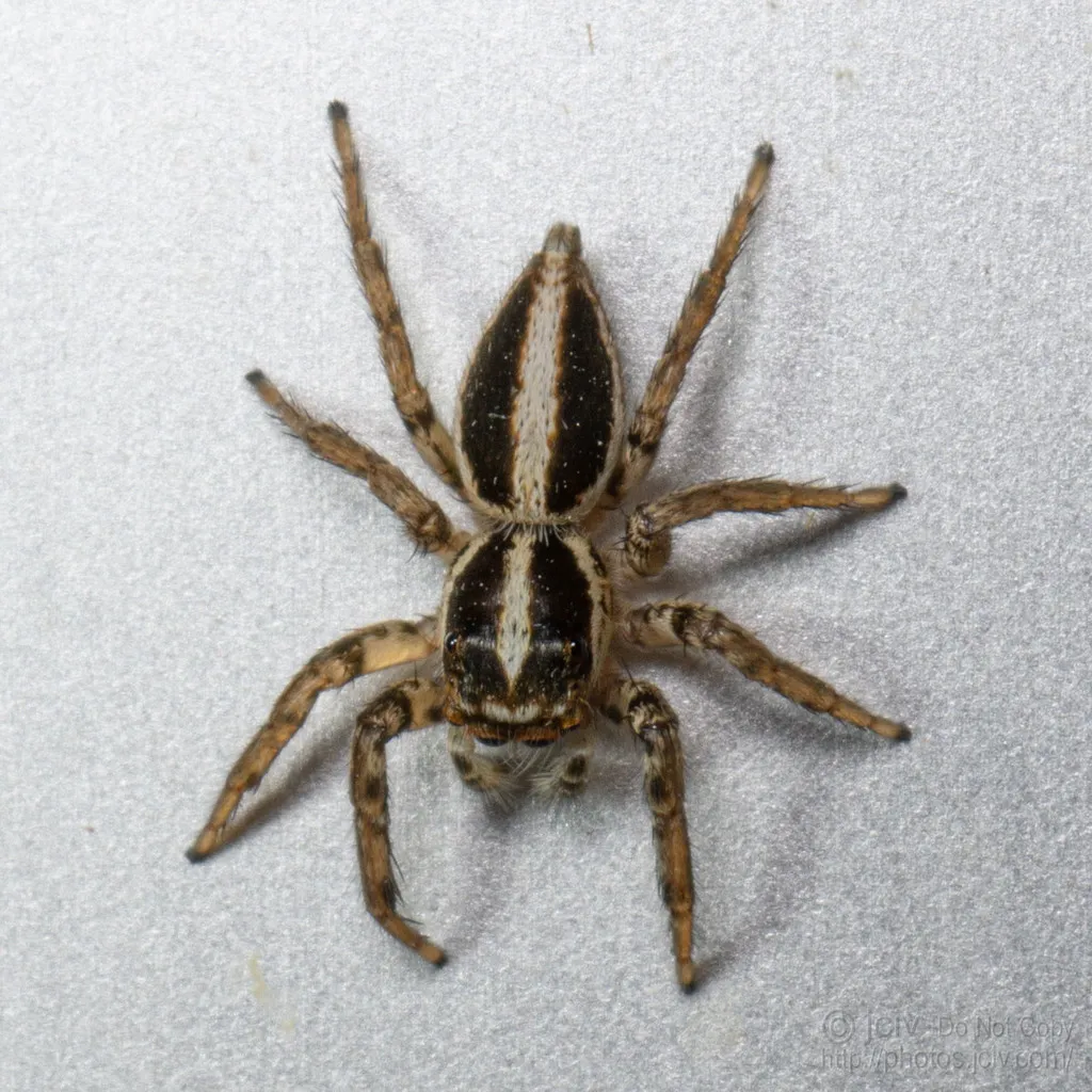 Leptofreya ambigua - photo 2
