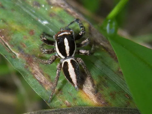 Leptofreya ambigua - photo 5