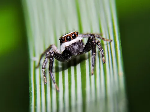 Leptofreya ambigua - photo 6