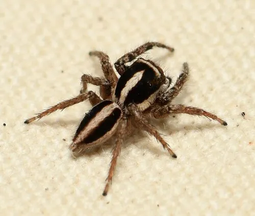 Leptofreya ambigua - photo 7