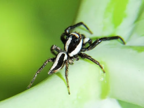 Leptofreya ambigua - photo 8
