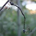 Short-horned Pixie - photo 2