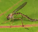 Yellow-legged Pixie