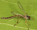 Yellow-legged Pixie - photo 2